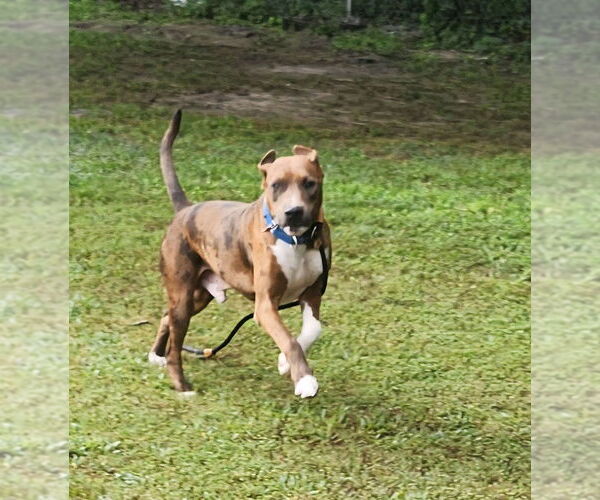 Medium Photo #6 Catahoula Leopard Dog-Unknown Mix Puppy For Sale in Boston, MA, USA