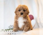 Small #2 Cavapoo (Miniature)