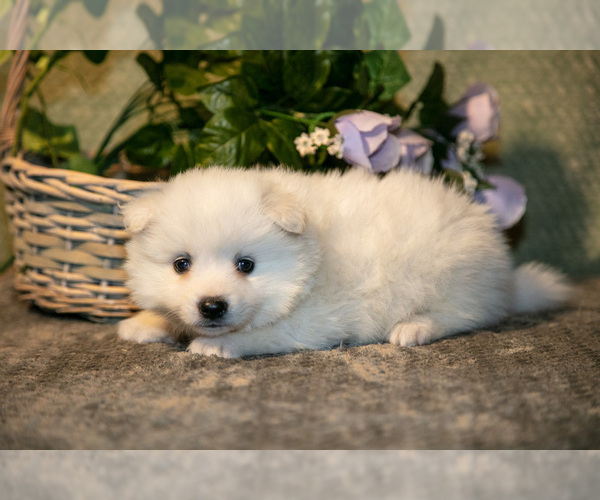 Medium Photo #2 American Eskimo Dog Puppy For Sale in BERNE, IN, USA