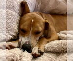 Small #1 Labrador Retriever Mix
