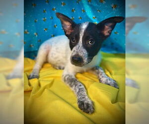 Mutt Dogs for adoption in Pleasanton, TX, USA