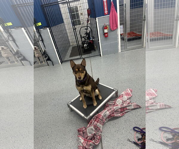 Medium Photo #13 Siberian Husky-Unknown Mix Puppy For Sale in Lockport, NY, USA