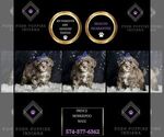Puppy Prince Morkie