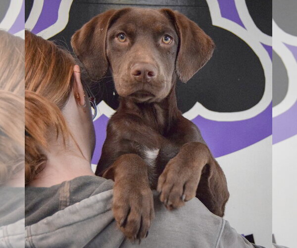 Medium Photo #5 - Mix Puppy For Sale in Huntley, IL, USA