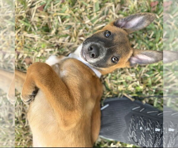 Medium Photo #3 Collie-German Shepherd Dog Mix Puppy For Sale in Lakewood, CO, USA