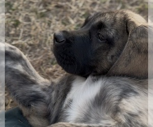 Medium Mastiff-Pyrenean Mastiff Mix