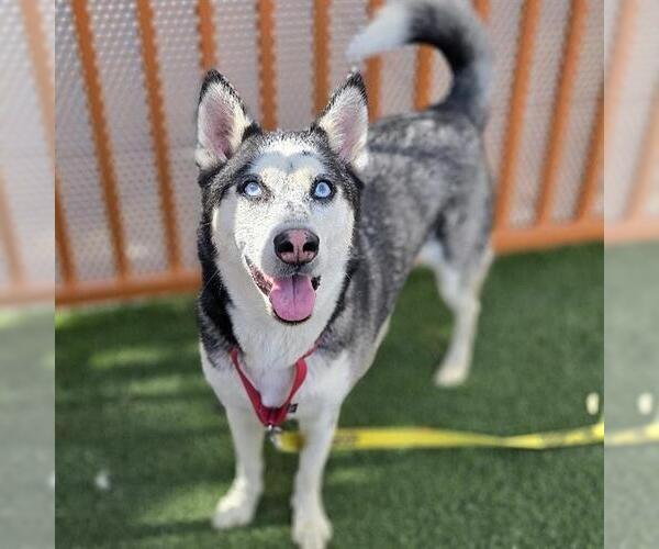 Medium Photo #2 Siberian Husky-Unknown Mix Puppy For Sale in Las Vegas, NV, USA