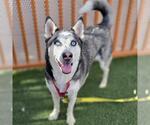 Small #1 Siberian Husky Mix
