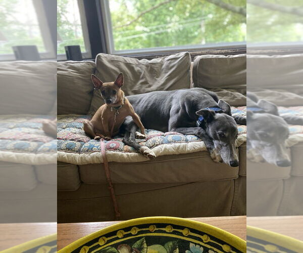 Medium Photo #4 Chihuahua-Unknown Mix Puppy For Sale in Candler, NC, USA