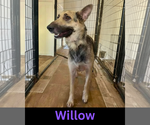 Small #1 German Shepherd Dog Mix