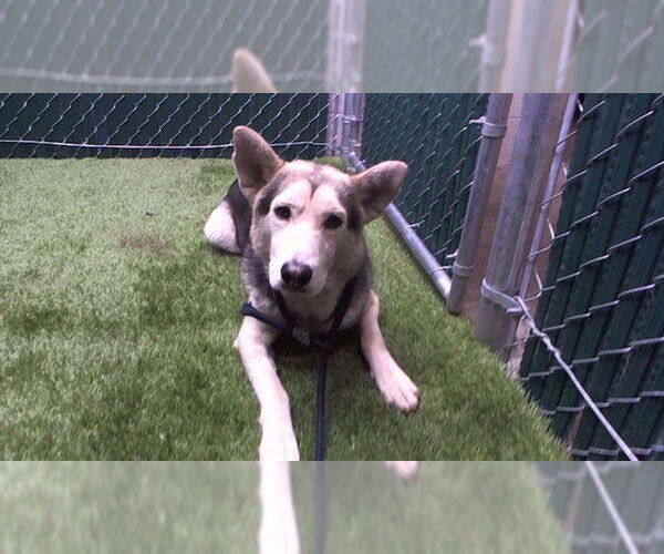 Medium Photo #1 - Mix Puppy For Sale in Downey, CA, USA