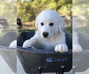 Great Pyrenees Puppy for sale in SUGAR CITY, CO, USA