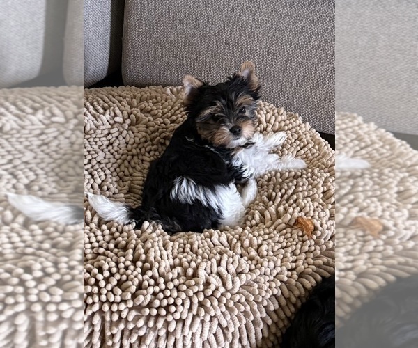 Medium Photo #8 Biewer Terrier Puppy For Sale in DARLINGTON, SC, USA