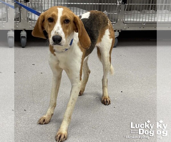 Medium Photo #2 American Foxhound-Unknown Mix Puppy For Sale in Washington, DC, USA