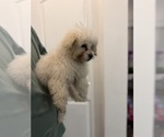 Small #1 Maltipoo (Miniature)