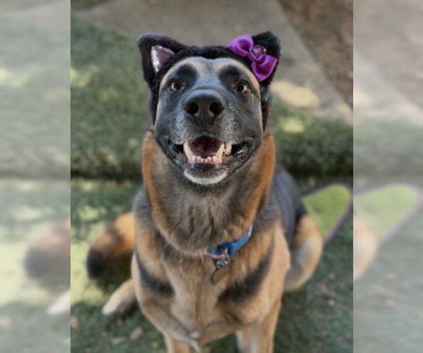 Medium Photo #1 German Shepherd Dog-Unknown Mix Puppy For Sale in Ventura, CA, USA
