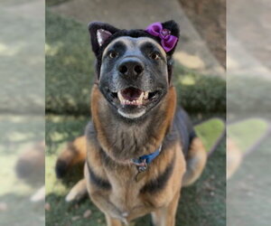 German Shepherd Dog-Unknown Mix Dogs for adoption in Ventura, CA, USA