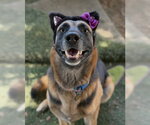 Brownie - Female German Shepherd Dog-Unknown Mix Dog for Adoption - Small photo