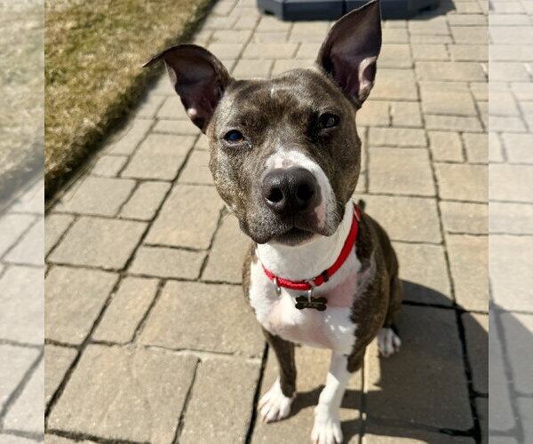 Medium Photo #2 Mutt Puppy For Sale in Fargo, ND, USA