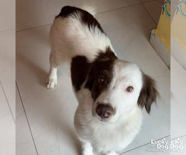 Medium Photo #4 Border Collie-Colonial Cocker Spaniel Mix Puppy For Sale in Washington, DC, USA