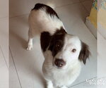 Small #3 Border Collie-Colonial Cocker Spaniel Mix