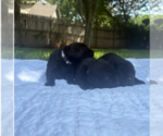 Small #2 Labrador Retriever