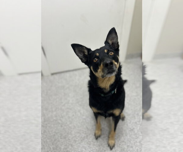 Medium Photo #1 Australian Kelpie Puppy For Sale in Lancaster, PA, USA