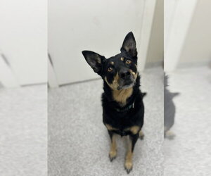 Australian Kelpie Dogs for adoption in Lancaster, PA, USA