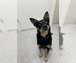 Small Australian Kelpie