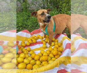 Penelope (Penny) - Female Mutt Dog for Adoption - Photo #3