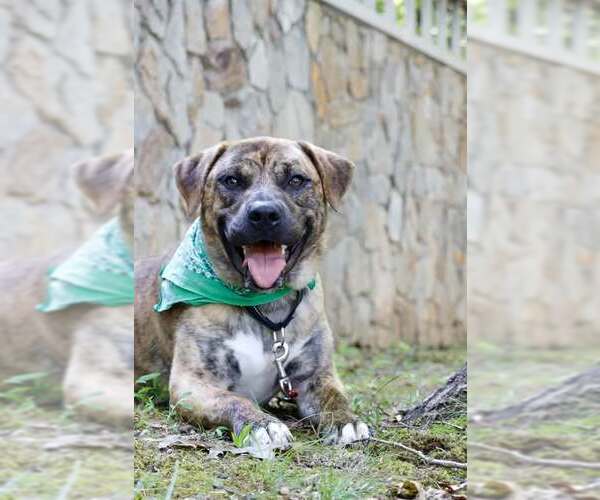 Medium Photo #10 Mastiff-Unknown Mix Puppy For Sale in Westminster, MD, USA