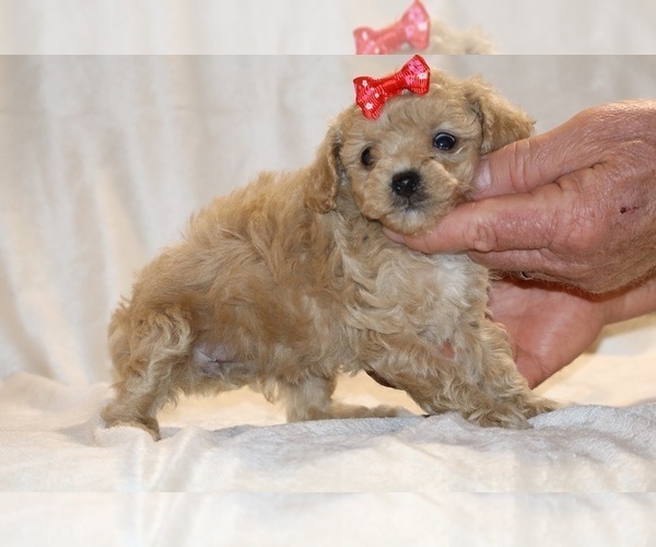 Medium Photo #21 Poodle (Toy) Puppy For Sale in DYERSBURG, TN, USA