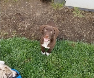 Medium Australian Shepherd-German Wirehaired Pointer Mix