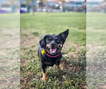 Small Photo #5 Chihuahua-Unknown Mix Puppy For Sale in Sandy, UT, USA