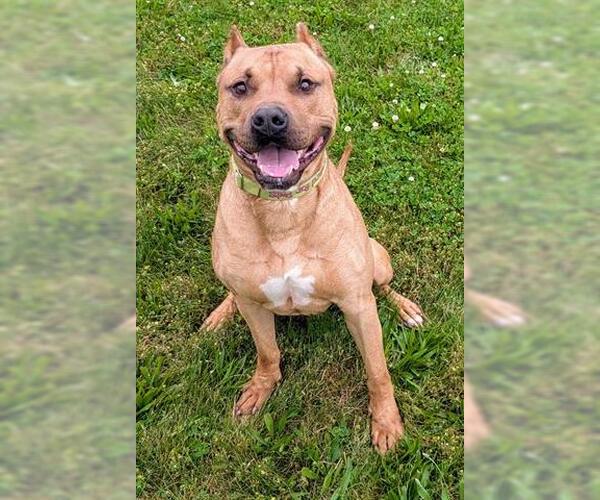 Medium Photo #1 American Staffordshire Terrier-Unknown Mix Puppy For Sale in Akron, OH, USA