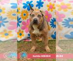 GUMBO - Male American Bulldog-Unknown Mix Dog for Adoption - Small photo