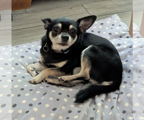 Medium Photo #9 Chiranian Puppy For Sale in Sanford, FL, USA