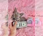 Small #14 French Bulldog