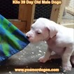 Small Photo #233 Dogo Argentino Puppy For Sale in JANE, MO, USA
