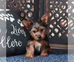 Small #2 Yorkshire Terrier