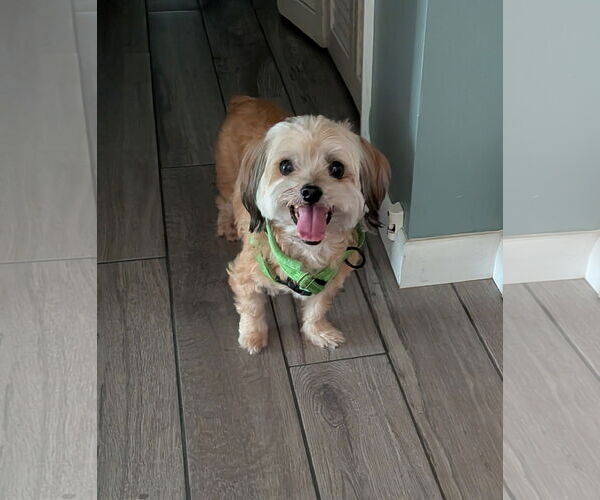 Medium Photo #1 Shih Tzu-Unknown Mix Puppy For Sale in Sanford, FL, USA