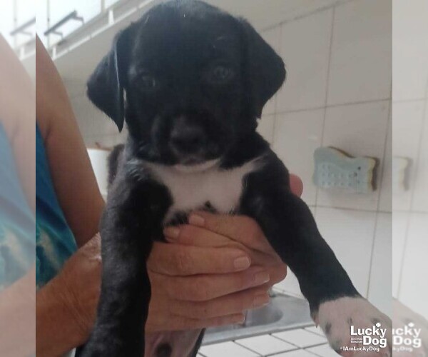 Medium Photo #2 Mutt Puppy For Sale in Washington, DC, USA
