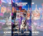 Small #2 American Bully