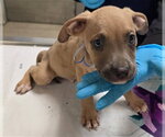 Small Mutt