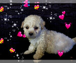 Small Photo #1 Maltese-Maltipoo Mix Puppy For Sale in SAN FRANCISCO, CA, USA