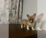 Small Photo #45 Pembroke Welsh Corgi Puppy For Sale in DURHAM, CT, USA