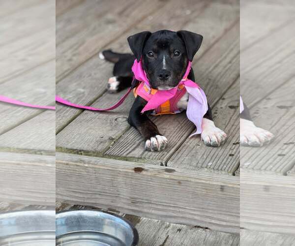Medium Photo #1 American Staffordshire Terrier-Unknown Mix Puppy For Sale in Holly Springs, NC, USA