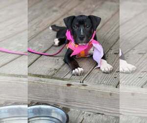 American Staffordshire Terrier-Unknown Mix Dogs for adoption in Holly Springs, NC, USA