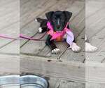 Willow- Brynns litter - Female American Staffordshire Terrier-Unknown Mix Dog for Adoption - Small photo