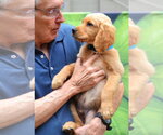 Small #3 Golden Retriever